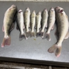 Bait Box gallery