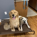 American Canine Coach - Dog Training