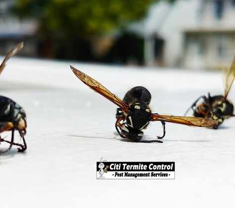 Citi Termite Control Inc - Jamaica, NY