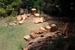 Pro-Lop Tree Service - Tree & Stump Removal Services