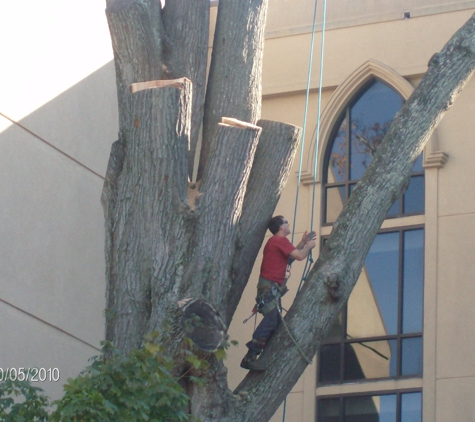 Ricci Linns Southern Pride Tree Care & Removal