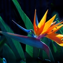 Flowers of Eden - Gift Baskets