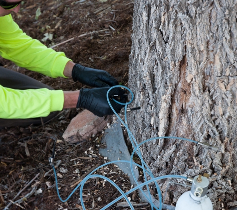 Arbortec Tree Service - Broomfield, CO. Treeage trunk injection- Emerald Ash Borer control