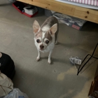 Animal Emergency & Referral Center of Minnesota