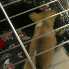 Our Pet World