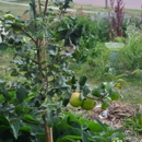 Project Food Forest - Charities