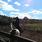 Wash Quarters Horse Blanket Cleaning & Repair