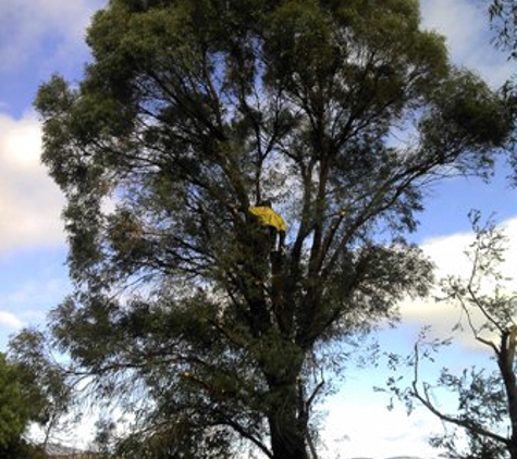 M & J Tree Surgeons. M & J Tree Surgeons