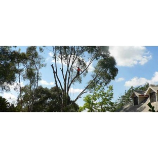 The Tree Surgeon - Spring Creek, NSW