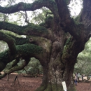 Angel Oak Tree - Parks