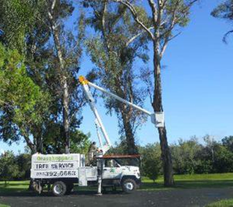 Grasshoppers Tree Service - Saint Petersburg, FL