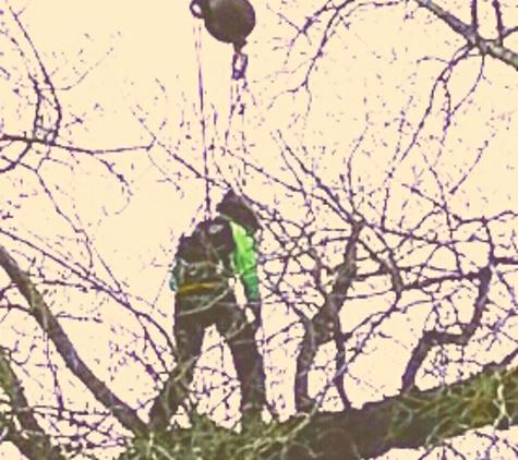 Arbortec Tree Service - Broomfield, CO. Dylan setting chokers and repelling out