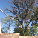 All Pro Tree Service - Tree Service