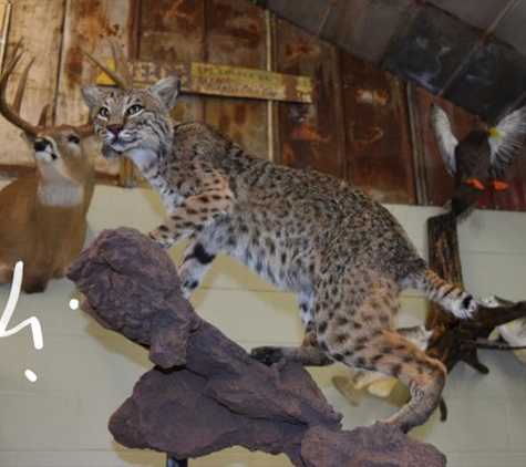 Darryl Shearon Taxidermy - Pleasant View, TN