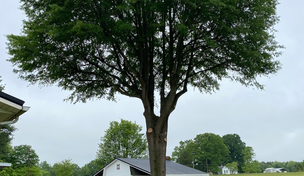 Arning Tree Service - Statesville, NC. Loer  limbs trimmed..