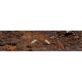 Goldfields Pest Control - Kalgoorlie, WA