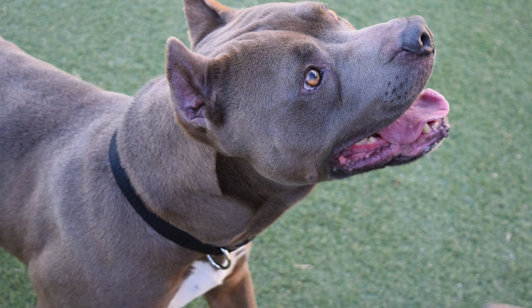 Santa Paula Animal Rescue Center - Santa Paula, CA