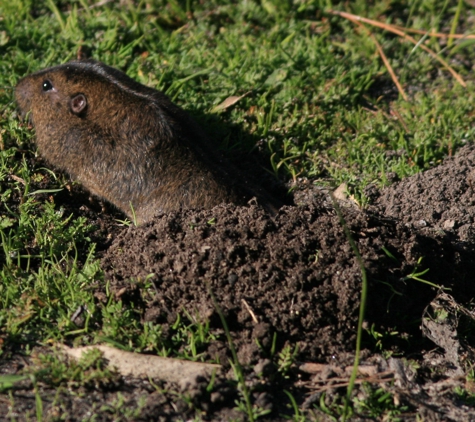 Coastal Termite & Pest Control Inc. - Santa Clara, CA