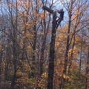 WMN Tree Removal - Arborists