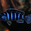 Cichlids gallery