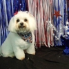 Spa La Paws gallery