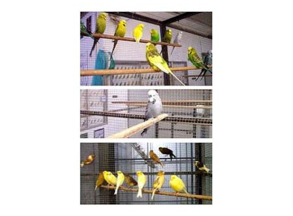 Bird City - Preston, VIC. Visit our birds