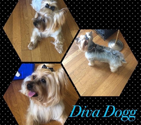 Diva Dogg Grooming - Providence, RI