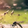 Pest Control Solutions gallery