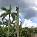 Seminole Tree Service - Arborists