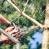 Touch of Class Tree Service Inc. gallery