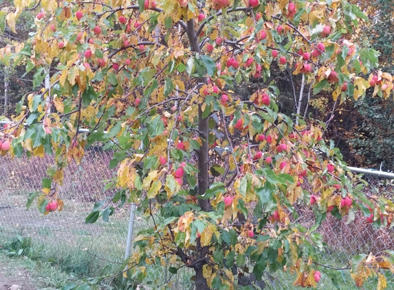 Northern Fruits & U-Pick. Apples, anyone?