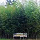 Cape May Bamboo Farms