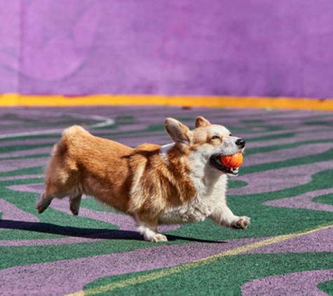 Pets Playground - Cleveland, QLD