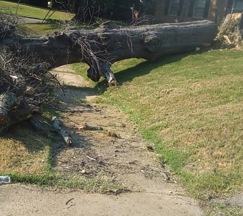 Out on'a limb tree care - Memphis, TN