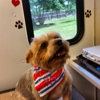 Harts Mobile Dog Grooming gallery
