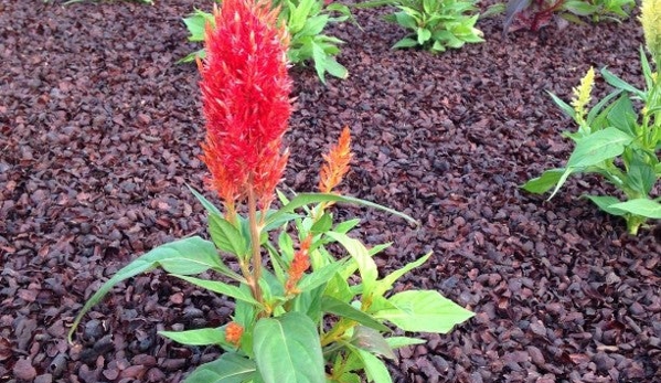 Noelridge Park Greenhouse - Cedar Rapids, IA