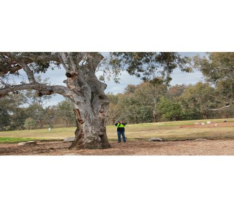 Local Tree Care - Baranduda, VIC