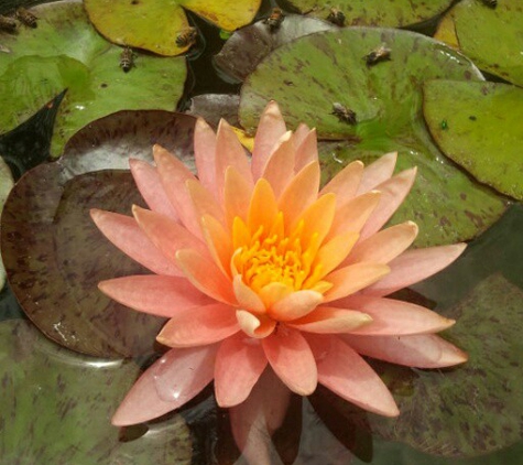 Maintain My Pond - Upland, CA. Water lily