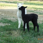 Alpaca Haven Farm of KY & Gift/Fiber Shop