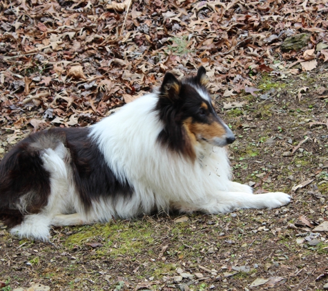 Indianapolis Obedience - Indianapolis, IN. Laddie