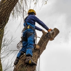 Sanchez Brothers Tree Service