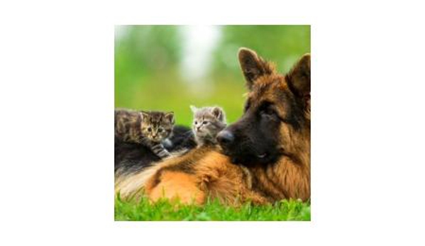 Hawkesbury Wholesale Pet Foods - Mulgrave, NSW