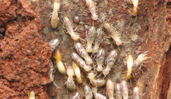 Metro Pest Control - North Perth, WA