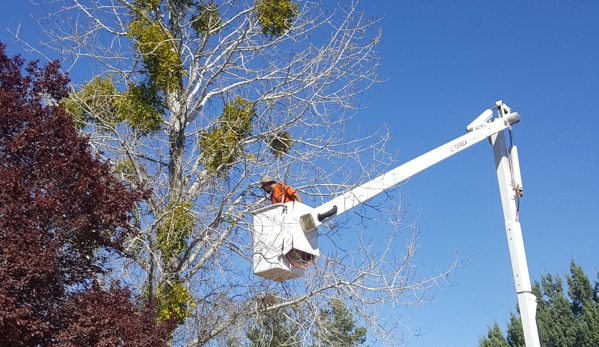 Arborist Standards Tree Care - Cottonwood, AZ. #mistletoeremoval 
#treeserviceSedona