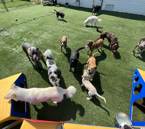 Furkidz Pet Hotel Spa & Daycamp - Paducah, KY. Day camp