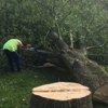 Expert Tree Care Co. Inc gallery