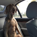 Posh Pooch - Pet Stores