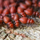 Beach Termite & Pest Control - Pest Control Equipment & Supplies