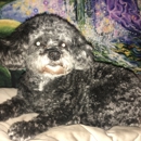Grooming Tails - Dog & Cat Grooming & Supplies