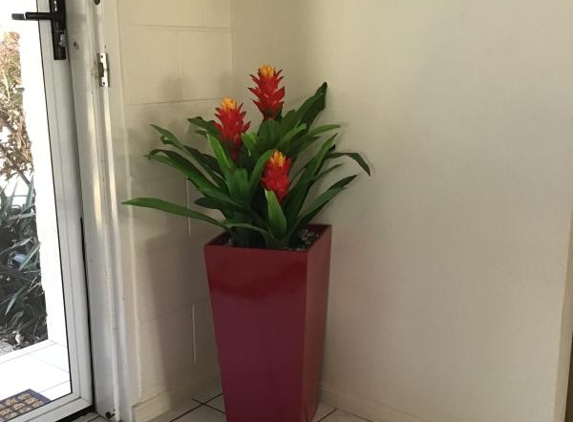 Sharyn's Greenery Design - Woodridge, QLD. My bromeliad and pot.